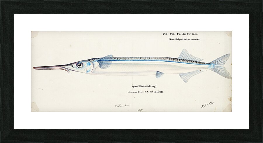 Antique fish Hyporhamphus Melanochir South Pacific Fishes by Frank Edward Clarke 1849-1899.  Picture Frame print