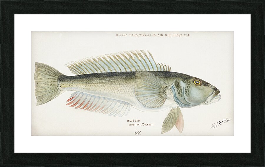 Antique fish Parapercis colias South Pacific Fishes by Frank Edward Clarke 1849-1899.  Picture Frame print