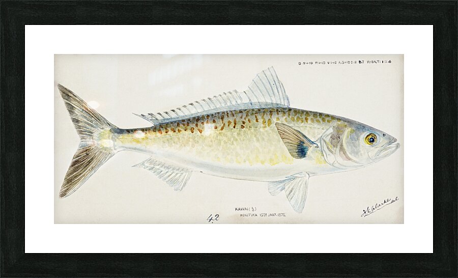 Antique fish Arripis trutta NZ : Kahawai South Pacific Fishes by Frank Edward Clarke 1849-1899.  Picture Frame print