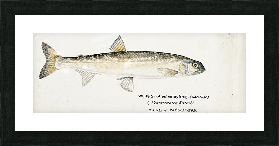 Antique fish White Spotted Greyling South Pacific Fishes by Frank Edward Clarke 1849-1899.  Picture Frame print