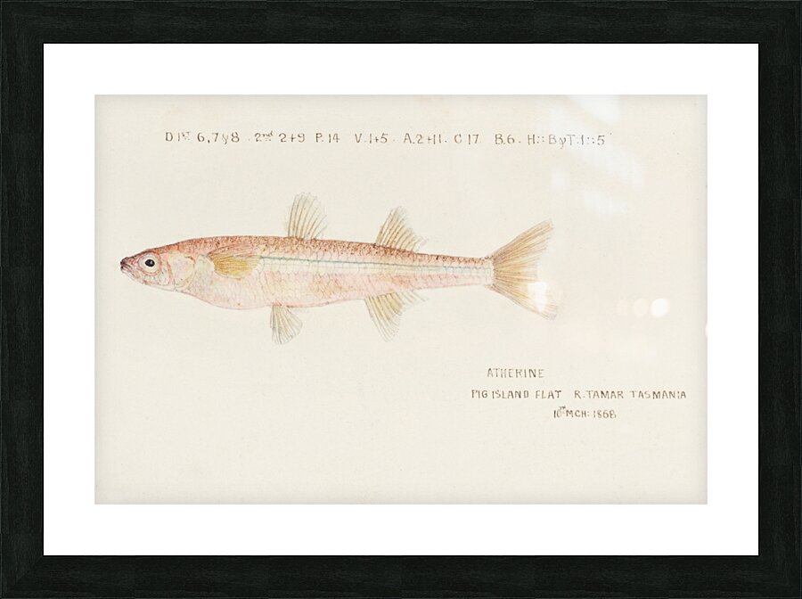 Antique fish athennidae South Pacific Fishes by Frank Edward Clarke 1849-1899.  Picture Frame print