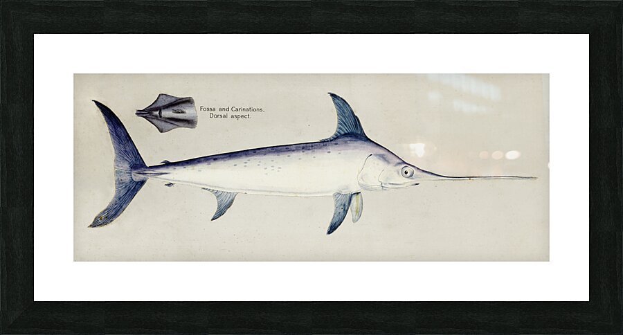 Antique Sword fish South Pacific Fishes by Frank Edward Clarke 1849-1899.  Picture Frame print