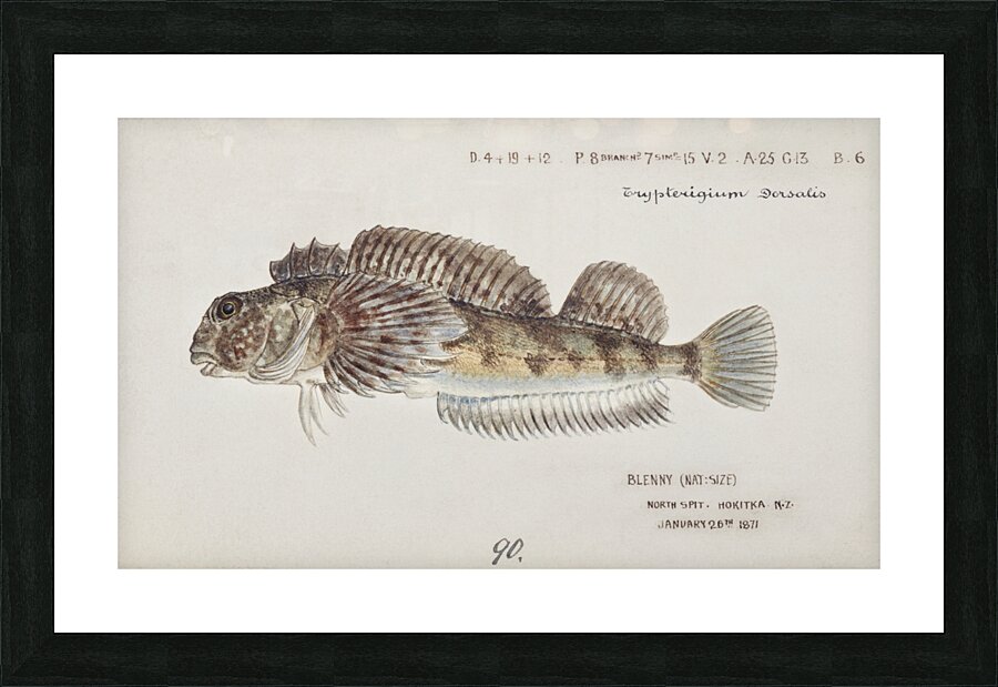 Antique fish Blennodon dorsale Giant triplefin South Pacific Fishes by Frank Edward Clarke 1849-1899.  Picture Frame print