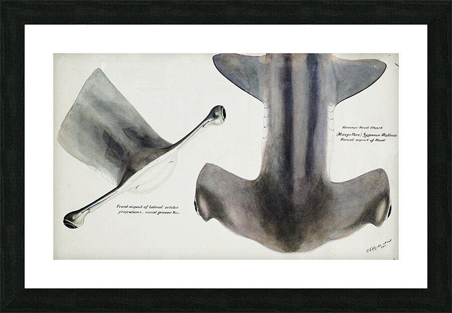 Antique fish Hammerhead Shark South Pacific Fishes by Frank Edward Clarke 1849-1899.  Picture Frame print