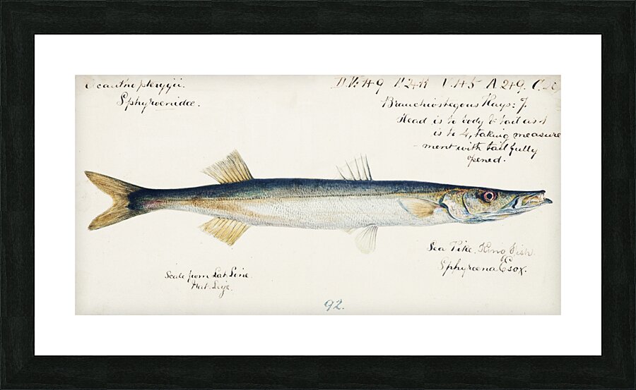 Antique fish Sphyraena novaehollandiae South Pacific Fishes by Frank Edward Clarke 1849-1899.  Picture Frame print