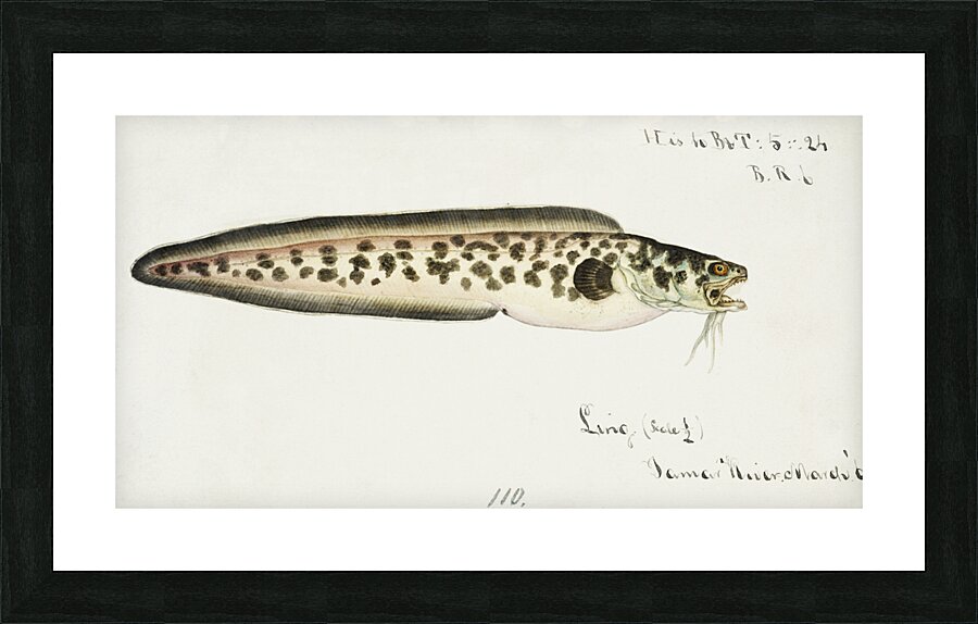 Antique fish genypterus sp ling South Pacific Fishes by Frank Edward Clarke 1849-1899.  Picture Frame print
