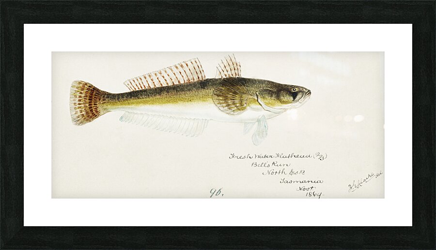 Antique fish platycephalus bassensis South Pacific Fishes by Frank Edward Clarke 1849-1899.  Picture Frame print