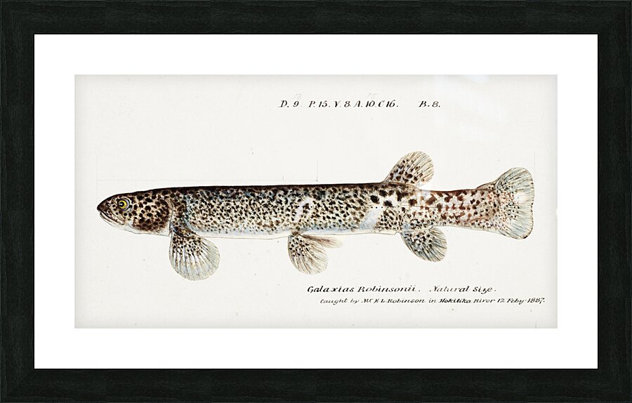 Antique Climbing Galaxias South Pacific Fishes by Frank Edward Clarke 1849-1899.  Picture Frame print