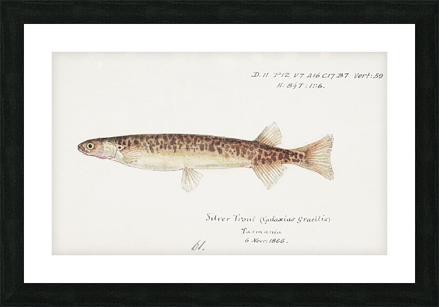 Antique fish galaxias gracilis dwarf inanga South Pacific Fishes by Frank Edward Clarke 1849-1899.  Picture Frame print