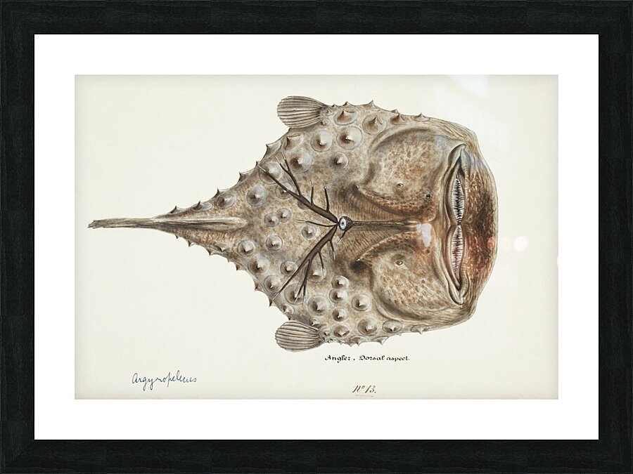Antique Prickly anglerfish South Pacific Fishes by Frank Edward Clarke 1849-1899.  Picture Frame print
