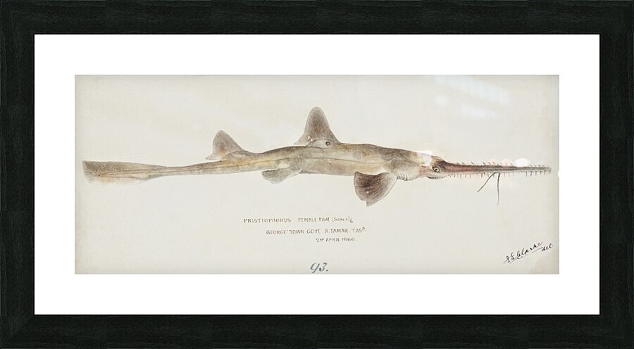 Antique fish pristiophorus nudipinnis South Pacific Fishes by Frank Edward Clarke 1849-1899.  Picture Frame print