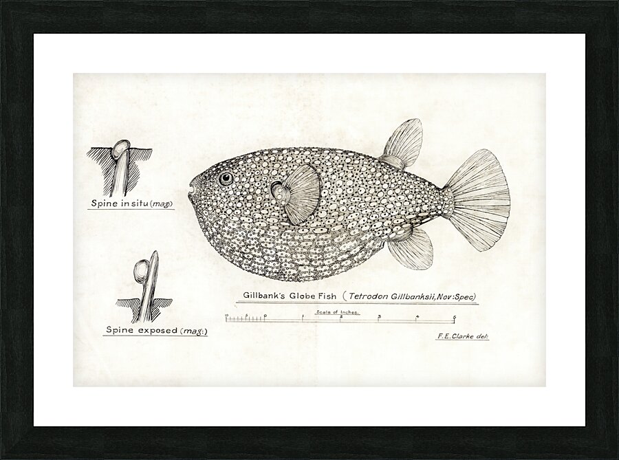 Antique Gillbanks Globe fish South Pacific Fishes by Frank Edward Clarke 1849-1899.  Picture Frame print