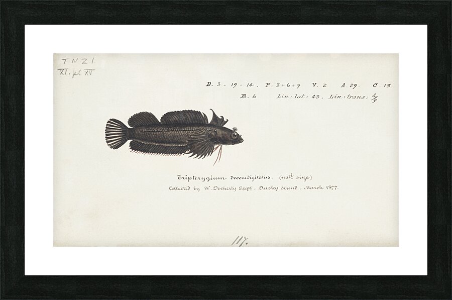 Antique fish latridopsis forsteri copper moki South Pacific Fishes by Frank Edward Clarke 1849-1899.  Picture Frame print