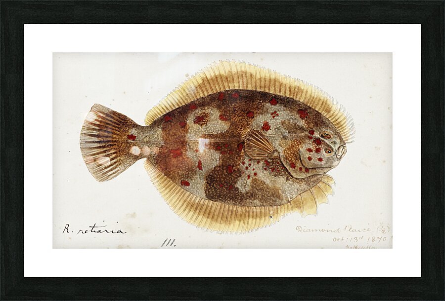 Antique fish Rhombosolea retiaria NZ : Black flounder South Pacific Fishes by Frank Edward Clarke 1849-1899.  Picture Frame print