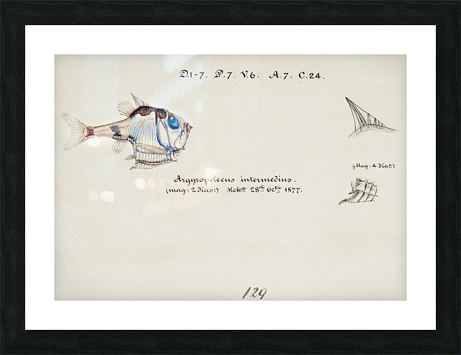 Antique drawing watercolor common hatchetfish marine life. South Pacific Fishes by Frank Edward Clarke 1849-1899. Picture Frame print
