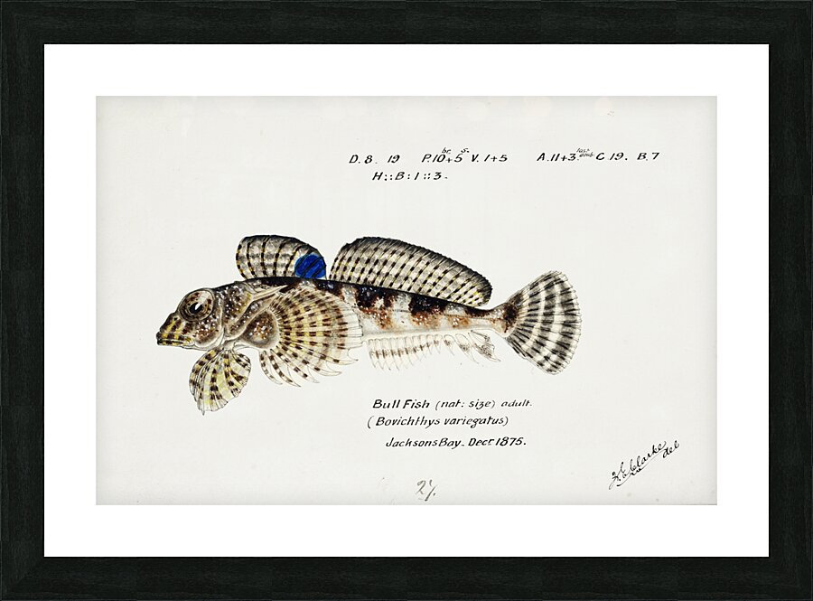 Antique Thornfish South Pacific Fishes by Frank Edward Clarke 1849-1899.  Picture Frame print