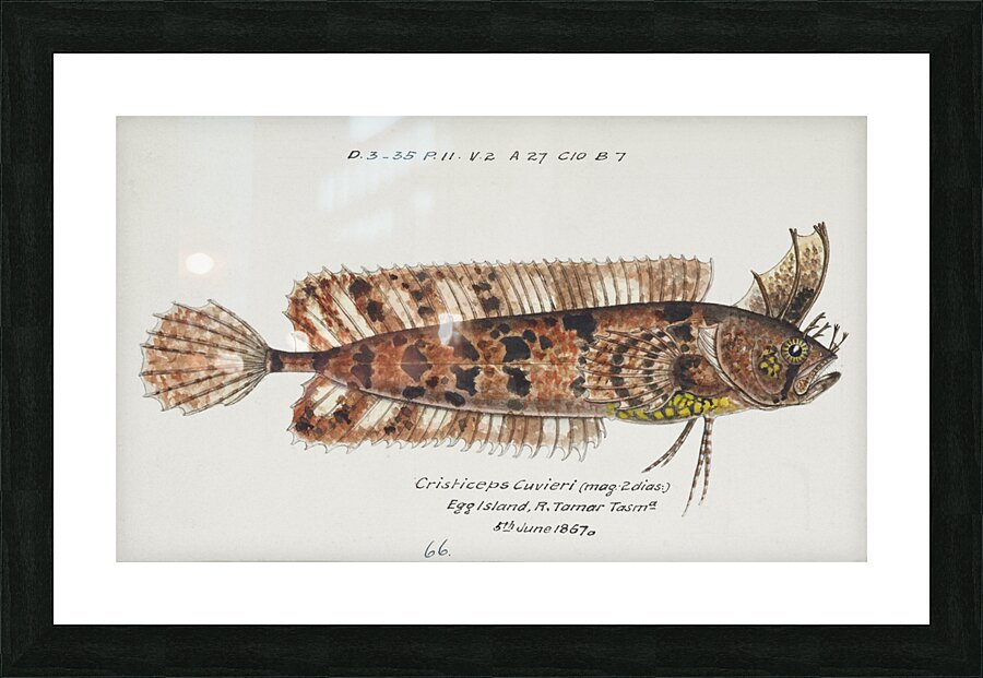 Antique fish possibly cristiceps australis weedfish South Pacific Fishes by Frank Edward Clarke 1849-1899.  Impression et Cadre photo