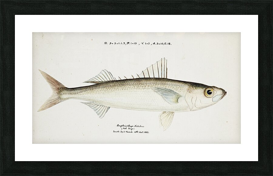 Antique drawing watercolor fish Emmelichthys Nitidus marine life. South Pacific Fishes by Frank Edward Clarke 1849-1899. Picture Frame print