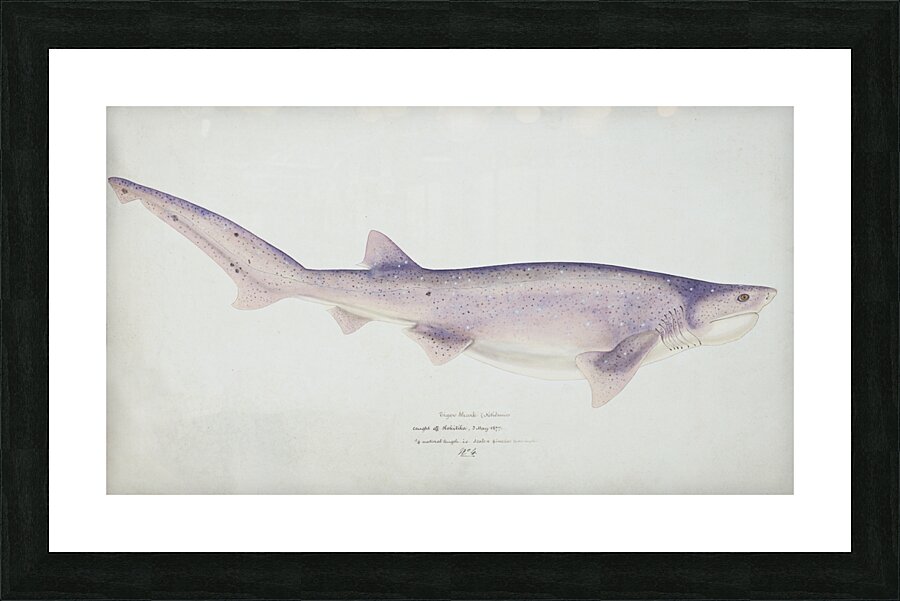 Antique fish Tiger Shark South Pacific Fishes by Frank Edward Clarke 1849-1899.  Picture Frame print