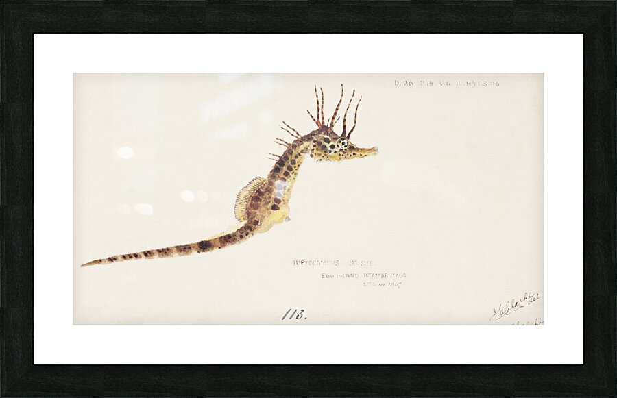 Antique fish hippocampus abdominalis seahorse South Pacific Fishes by Frank Edward Clarke 1849-1899.  Picture Frame print