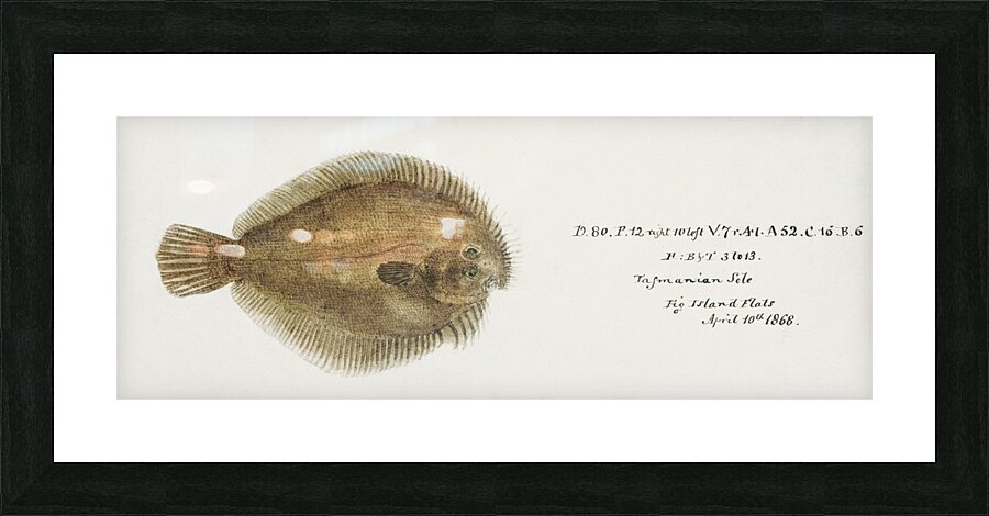 Antique fish possibly ammotretis sp flounder South Pacific Fishes by Frank Edward Clarke 1849-1899.  Picture Frame print