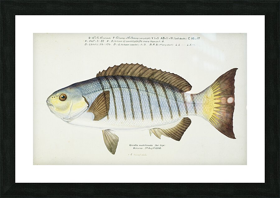 Antique fish Blackfish South Pacific Fishes by Frank Edward Clarke 1849-1899.  Picture Frame print