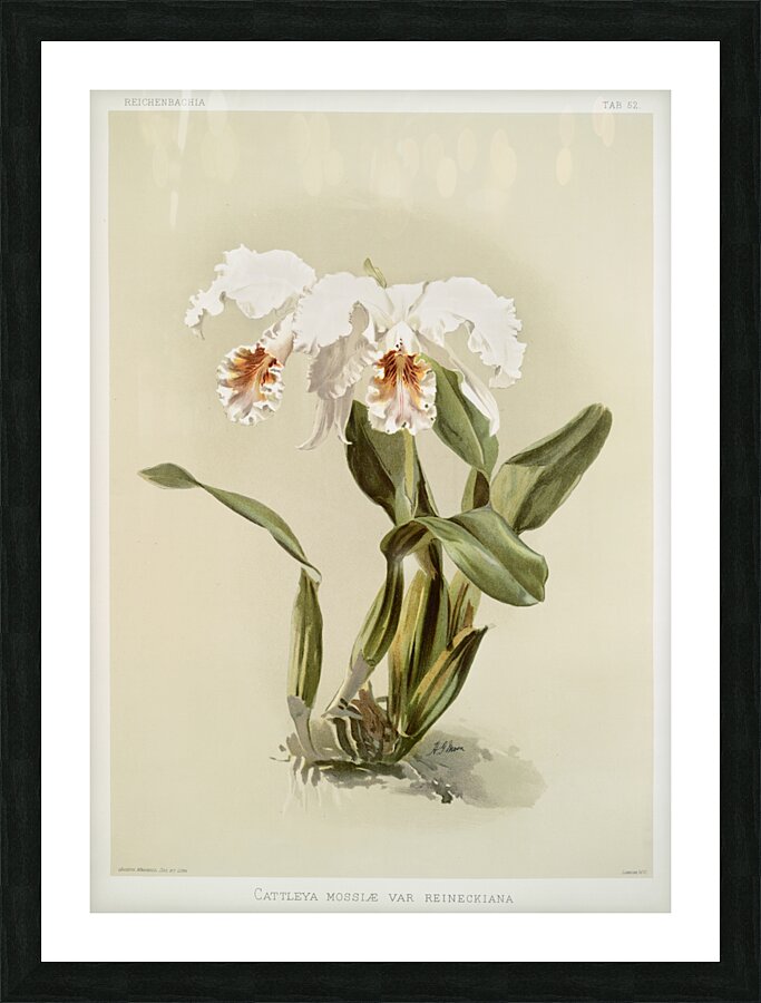 Cattleya mossiæ var reineckiana from Reichenbachia Orchids 1888-1894 illustrated by Frederick Sander 1847-1920.  Picture Frame print