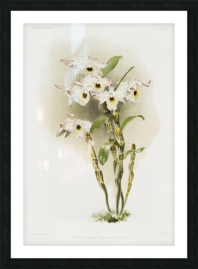 Dendrobium melanodiscus from Reichenbachia Orchids 1888-1894 illustrated by Frederick Sander 1847-1920.  Picture Frame print