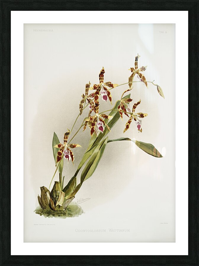 Odontoglossum wattianum from Reichenbachia Orchids 1888-1894 illustrated by Frederick Sander 1847-1920.  Picture Frame print