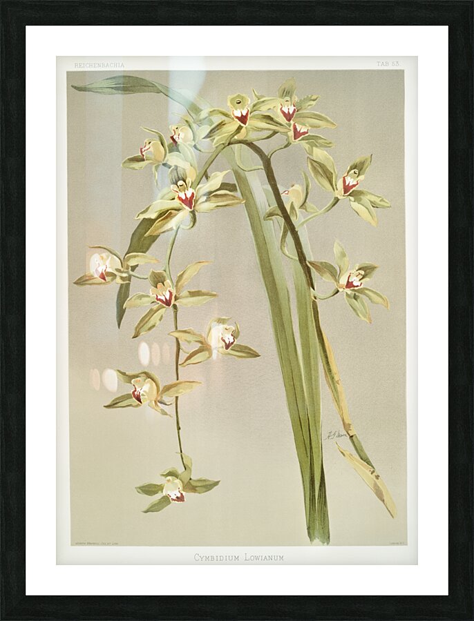 Cymbidium lowianum from Reichenbachia Orchids 1888-1894 illustrated by Frederick Sander 1847-1920.  Picture Frame print