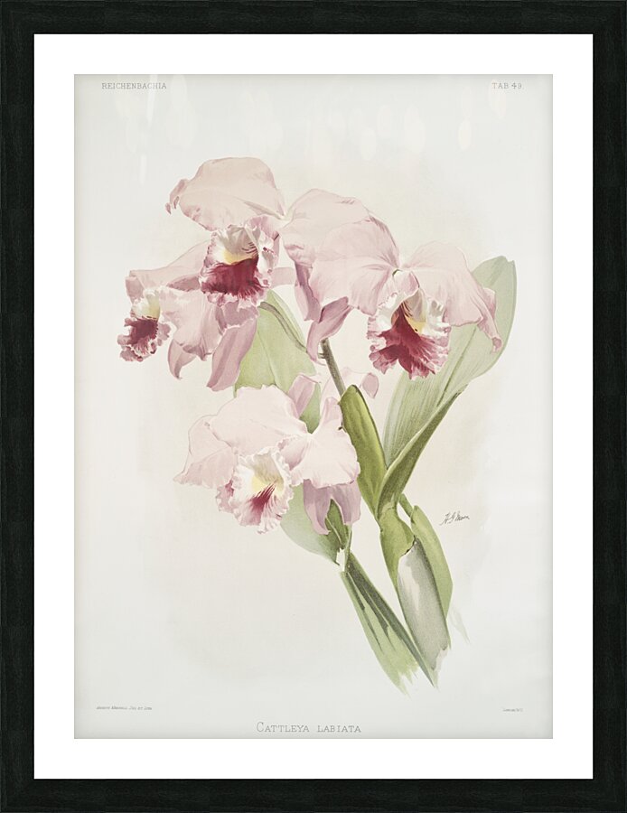 Cattleya labiata from Reichenbachia Orchids 1888-1894 illustrated by Frederick Sander 1847-1920.  Picture Frame print