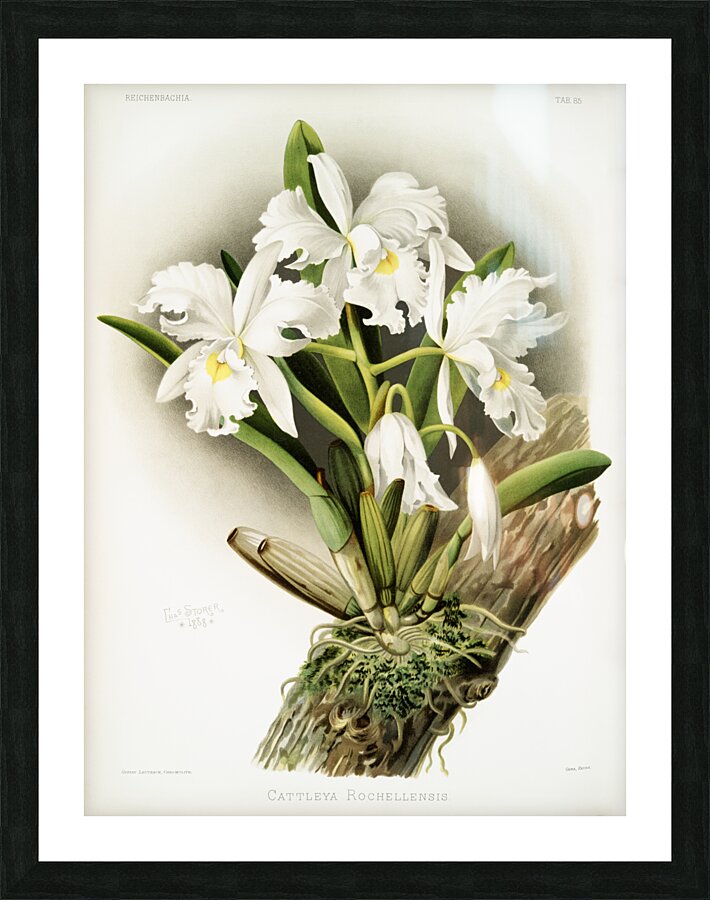 Cattleya labiata from Reichenbachia Orchids 1888-1894 illustrated by Frederick Sander 1847-1920.  Picture Frame print