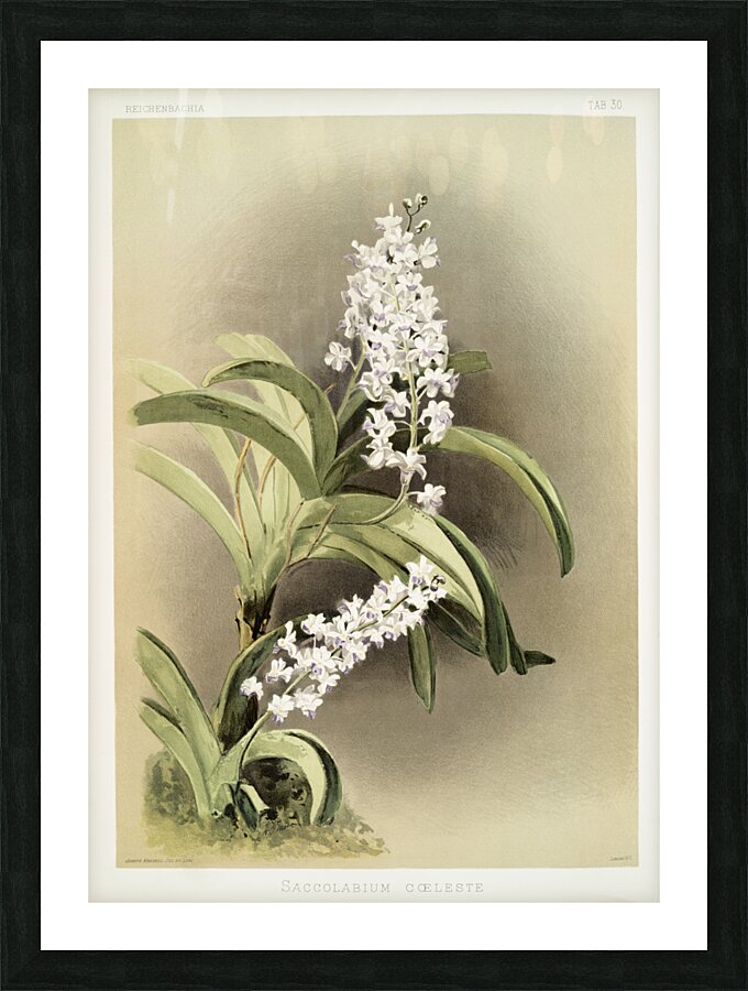 Saccolabium cœleste from Reichenbachia Orchids 1888-1894 illustrated by Frederick Sander 1847-1920.  Picture Frame print