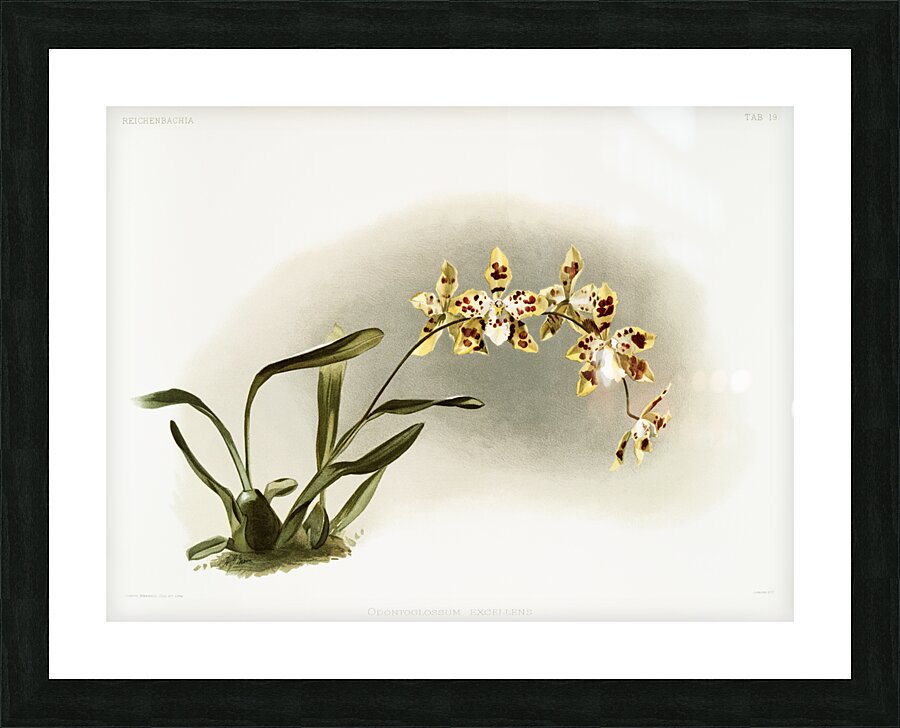 Odontoglossum excellens from Reichenbachia Orchids 1888-1894 illustrated by Frederick Sander 1847-1920.  Picture Frame print