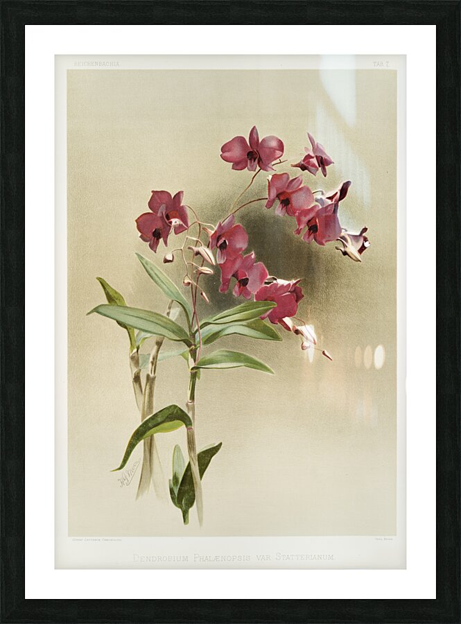 Dendrobium phalænopsis var statterianum from Reichenbachia Orchids 1888-1894 illustrated by Frederick Sander 1847-1920.  Picture Frame print