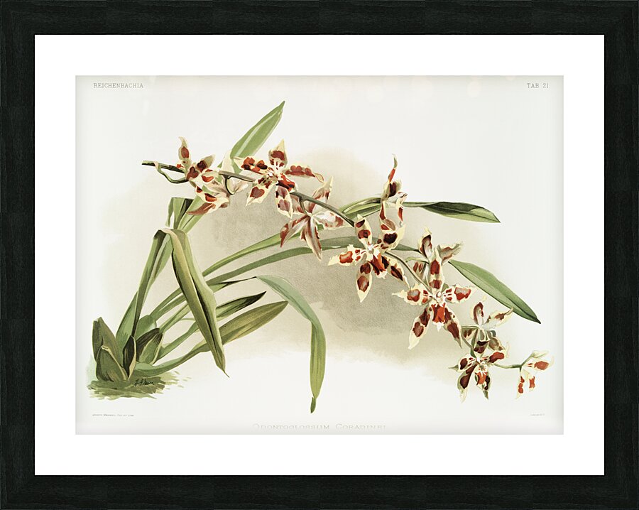 Odontoglossum coradinei from Reichenbachia Orchids 1888-1894 illustrated by Frederick Sander 1847-1920.  Picture Frame print