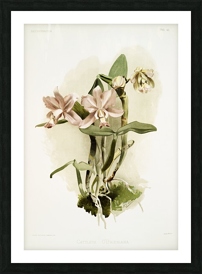 Cattleya brieniana from Reichenbachia Orchids 1888-1894 illustrated by Frederick Sander 1847-1920.  Picture Frame print