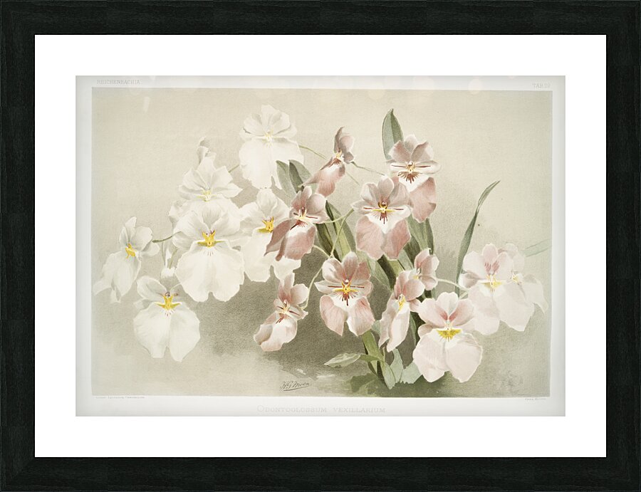 Odontoglossum vexillarium from Reichenbachia Orchids 1888-1894 illustrated by Frederick Sander 1847-1920.  Picture Frame print