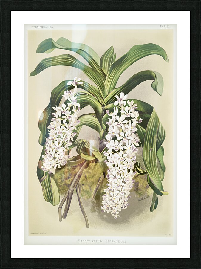 Cypripedium hybridum laucheanum cypripedium hybridum eyermanianum from Reichenbachia Orchids 1888-1894 illustrated by Frederick Sander 1847-1920.  Picture Frame print