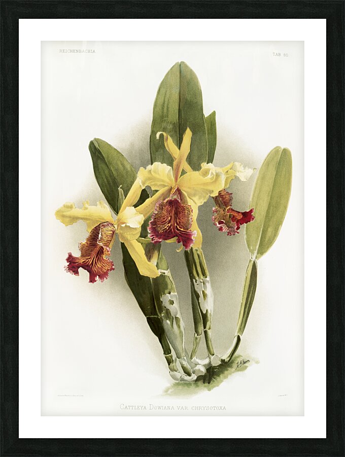 Cypripedium hybridum laucheanum cypripedium hybridum eyermanianum from Reichenbachia Orchids 1888-1894 illustrated by Frederick Sander 1847-1920.  Picture Frame print