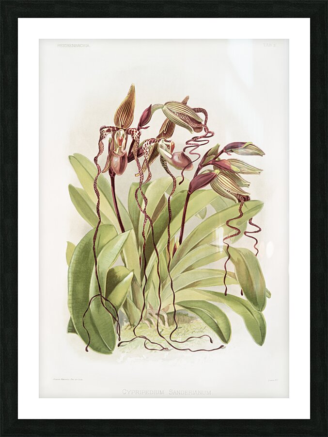 Cypripedium sanderianum from Reichenbachia Orchids 1888-1894 by Frederick Sander 1847-1920. Picture Frame print