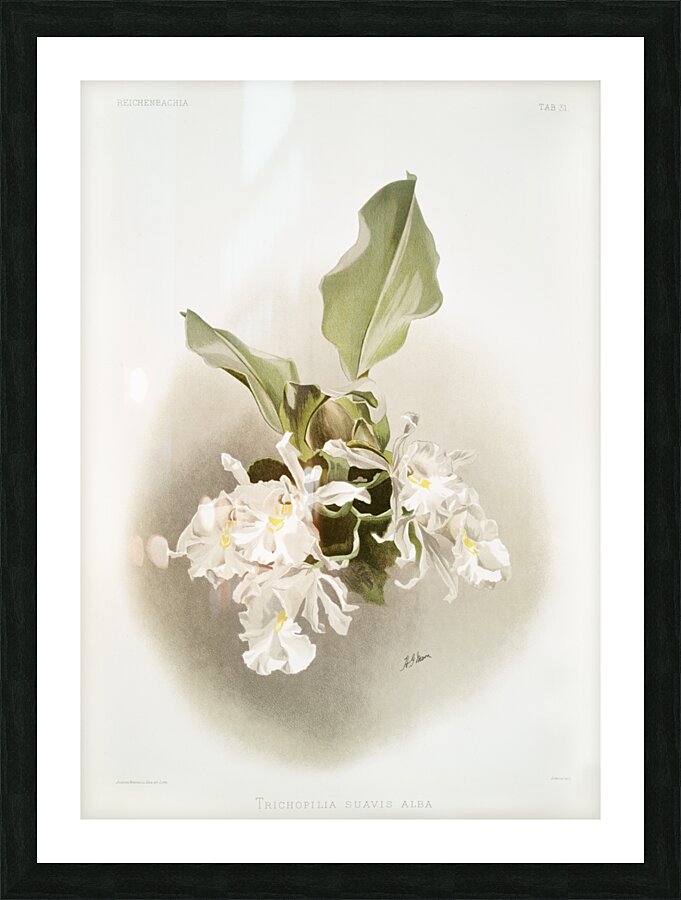 Trischopilia suavis alba from Reichenbachia Orchids 1888-1894 illustrated by Frederick Sander 1847-1920.  Picture Frame print