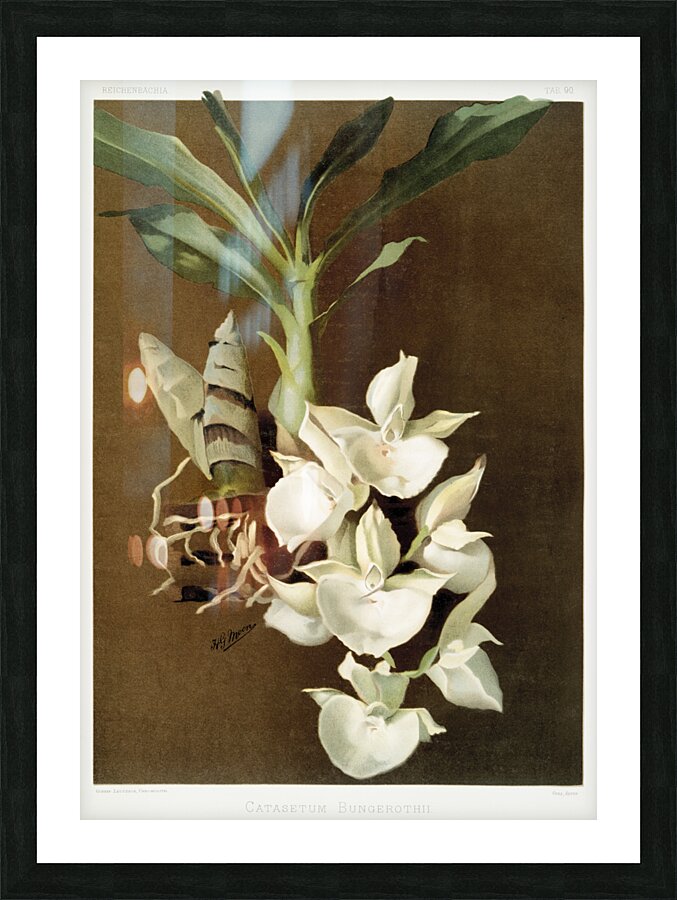Catasetum bungerothii from Reichenbachia Orchids 1888-1894 illustrated by Frederick Sander 1847-1920.  Picture Frame print