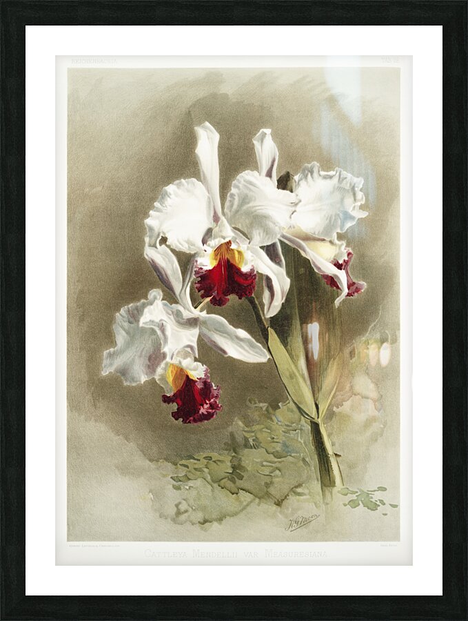 Lælio-cattleya elegans var blenheimensis from Reichenbachia Orchids 1888-1894 illustrated by Frederick Sander 1847-1920.  Picture Frame print