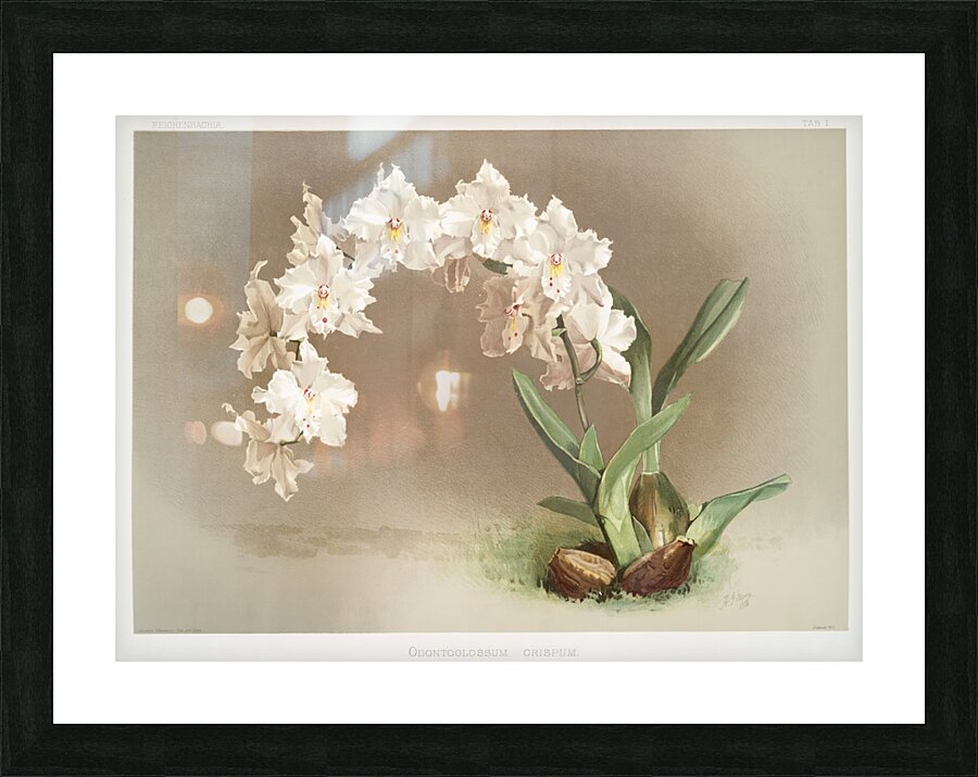 Odontoglossum crispum from Reichenbachia Orchids 1888-1894 by Frederick Sander 1847-1920.  Picture Frame print