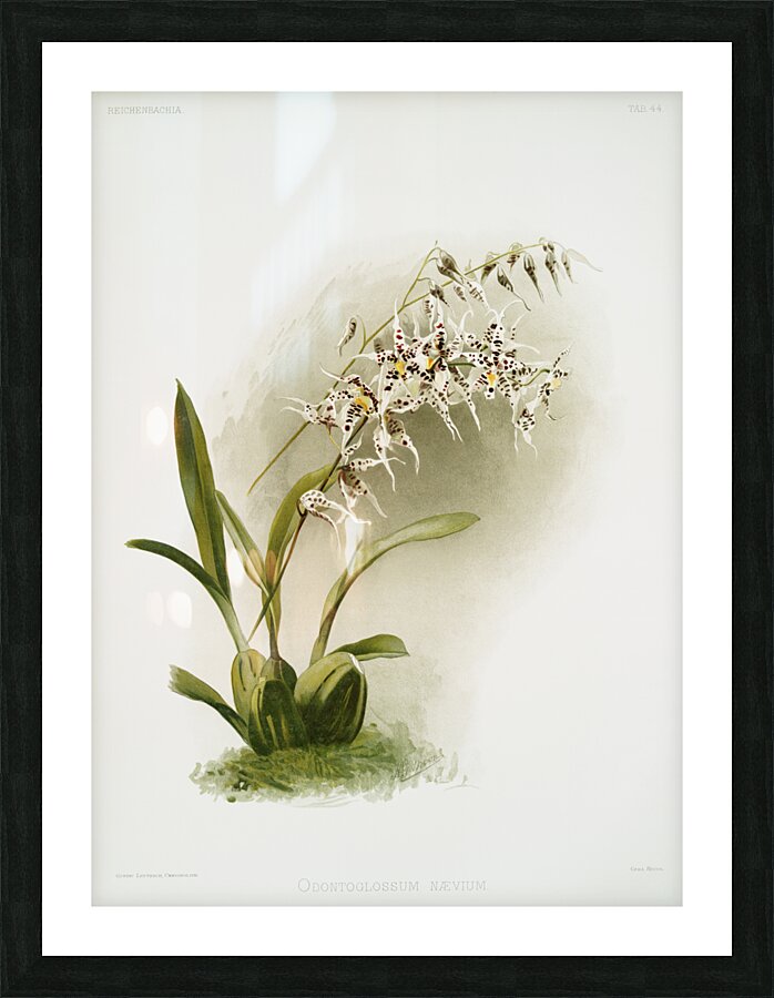 Odontoglossum nævium from Reichenbachia Orchids 1888-1894 illustrated by Frederick Sander 1847-1920.  Picture Frame print