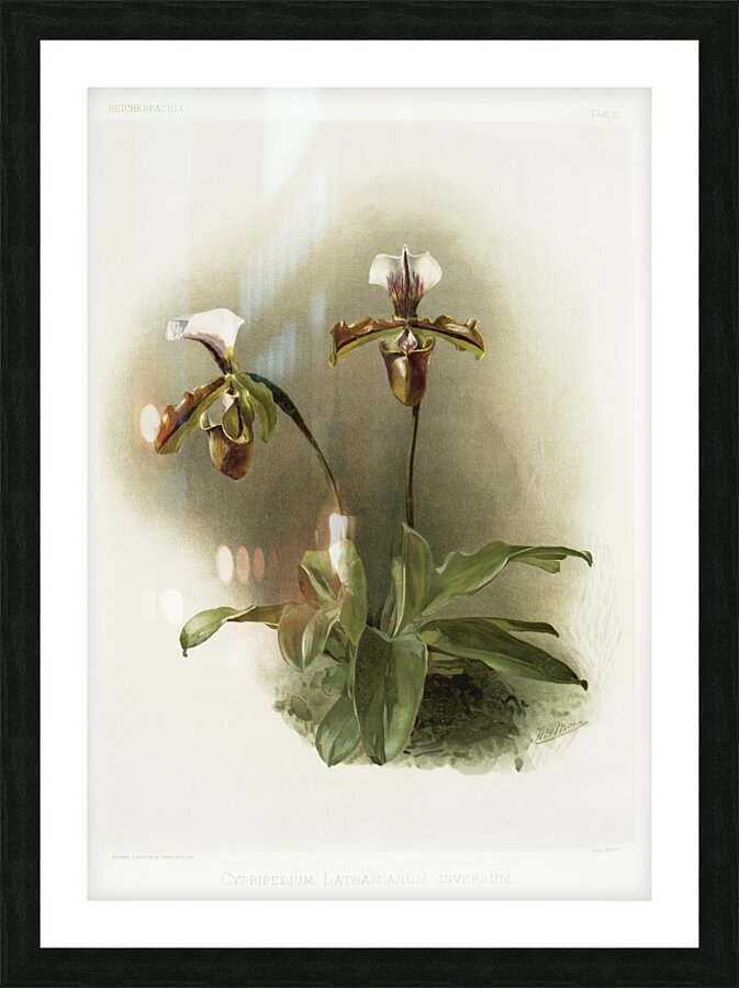 Cypripedium lathamianum inversum from Reichenbachia Orchids 1888-1894 illustrated by Frederick Sander 1847-1920.  Picture Frame print