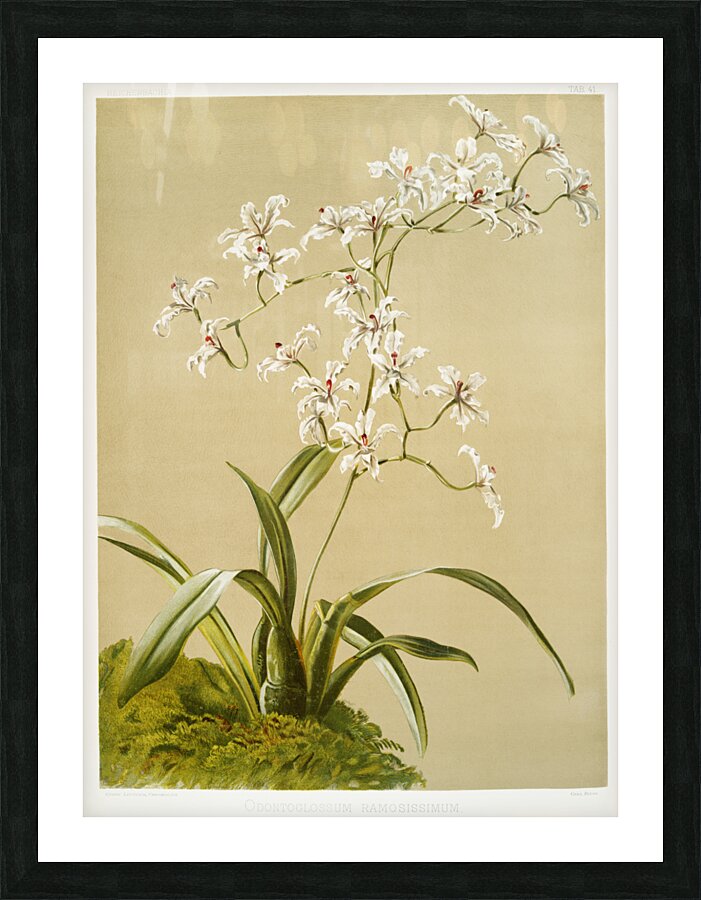 Odontoglossum ramosissimum from Reichenbachia Orchids 1888-1894 illustrated by Frederick Sander 1847-1920.  Picture Frame print
