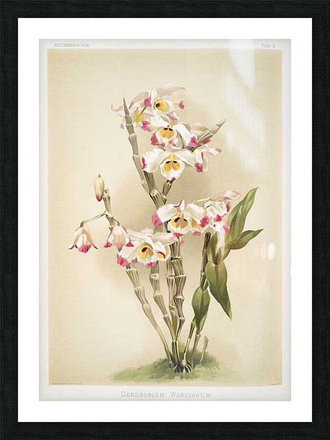 Dendrobium wardianum from Reichenbachia Orchids 1888-1894 illustrated by Frederick Sander 1847-1920.  Picture Frame print