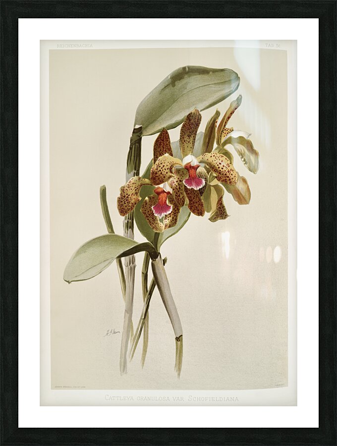 Cattleya granulosa var schofieldiana from Reichenbachia Orchids 1888-1894 illustrated by Frederick Sander 1847-1920.  Picture Frame print